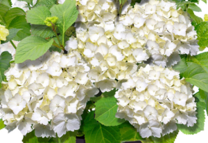 Hydrangea Forever&Ever White