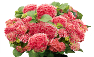 Hydrangea Forever&Ever Double color Red/White