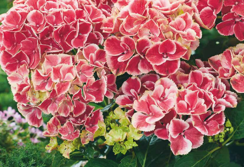 Hydrangea Forever&Ever Double color Red/White