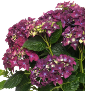 Hydrangea Forever&Ever Purple