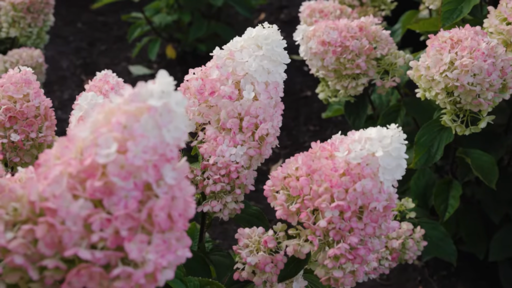 Hydrangea Living Little Blossom2