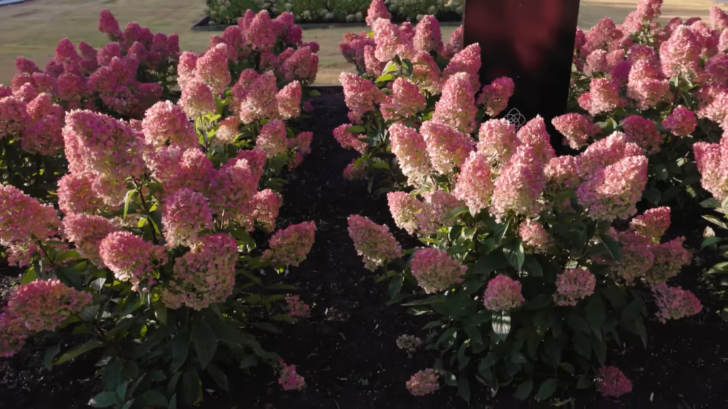 Hydrangea Living Little Blossom2