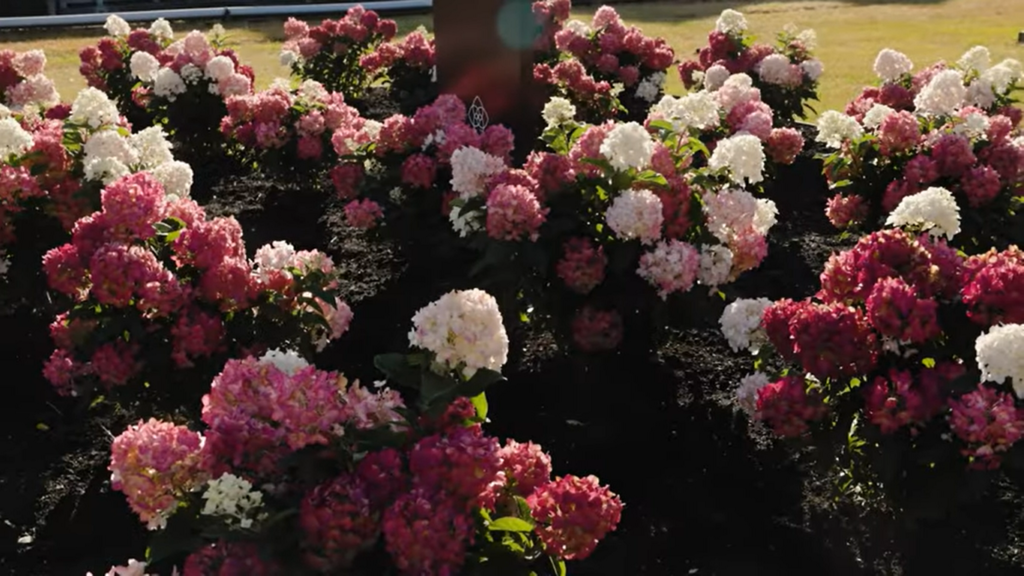 Hydrangea Living Little Rosy