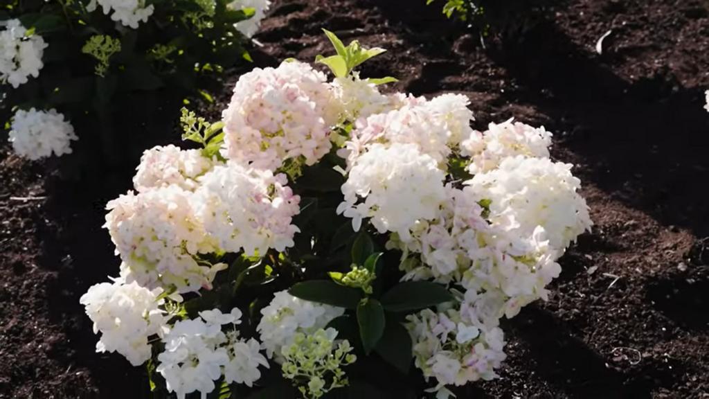 Hydrangea Living Little Rosy