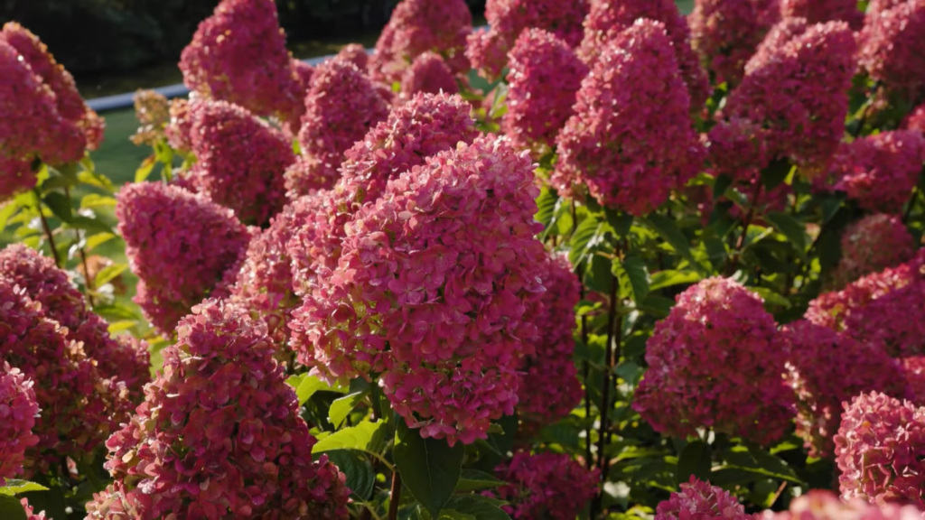 Hydrangea Living Pink and Rose