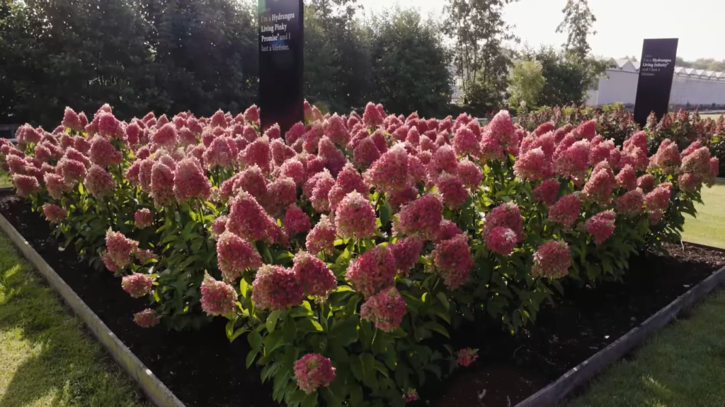 Hydrangea Living Pinky Promise