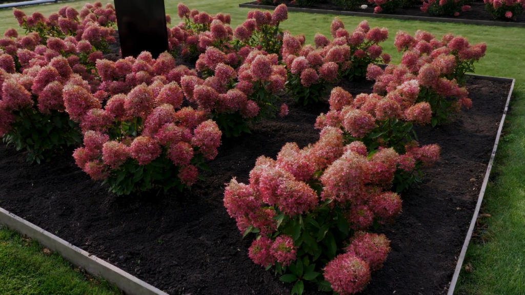 Hydrangea paniculata Royal Flower