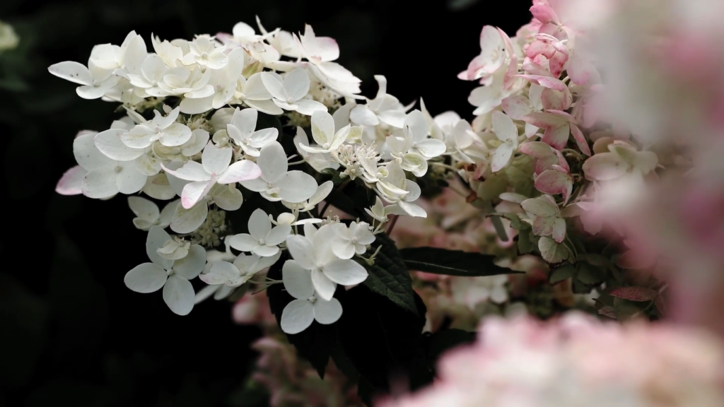 gortenzia living touch of pink