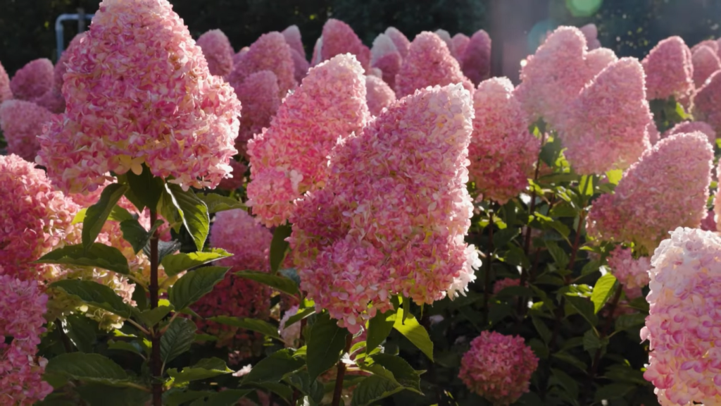 Hydrangea Living Pink and Rose