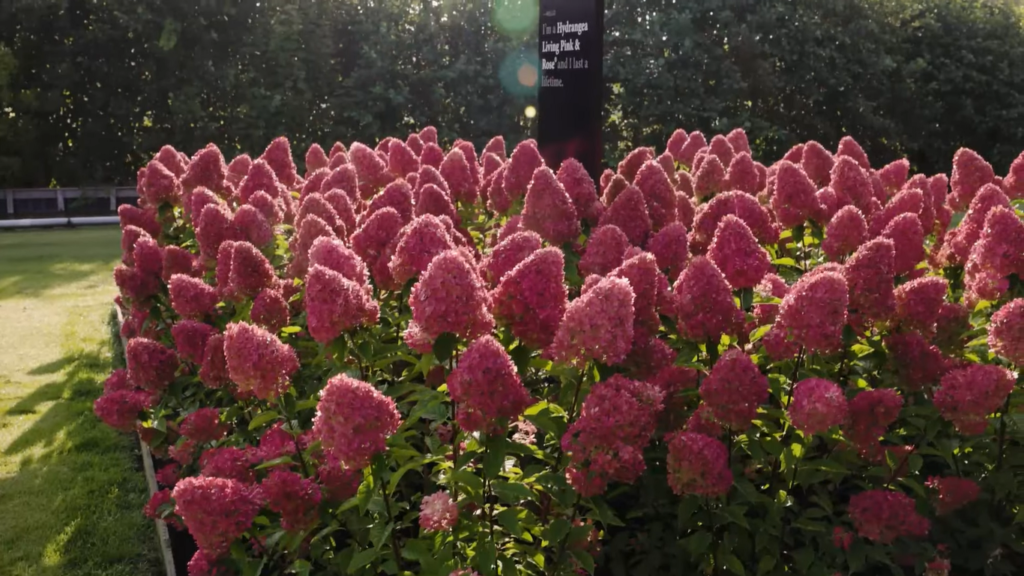 Hydrangea Living Pink and Rose