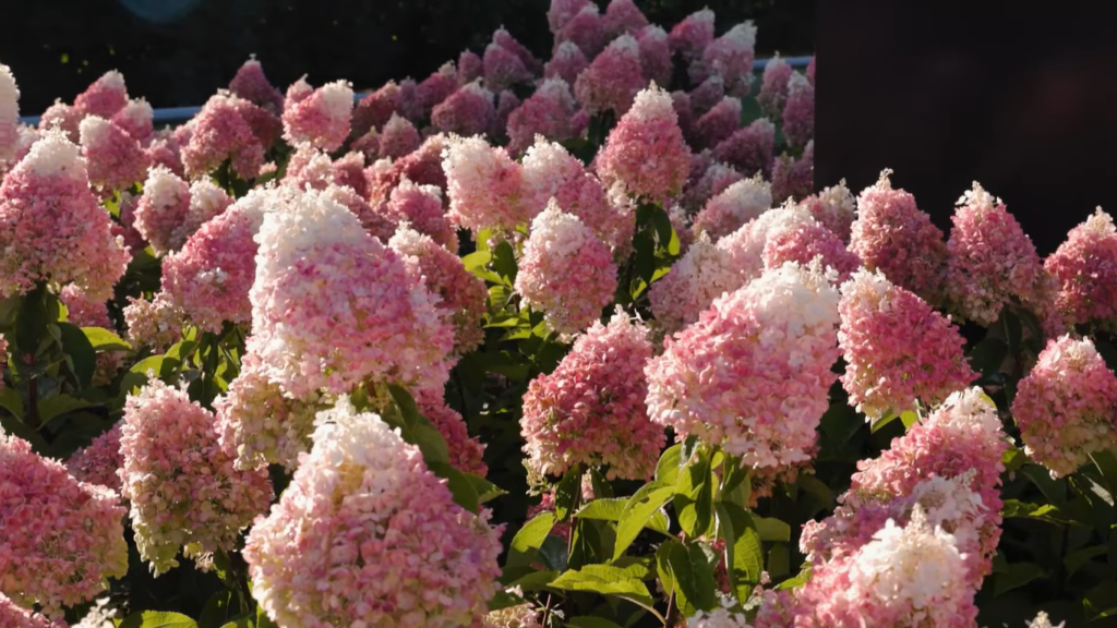 Hydrangea Living Pinky Promise