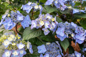 Hydrangea Endless Summer Pop Star Blue