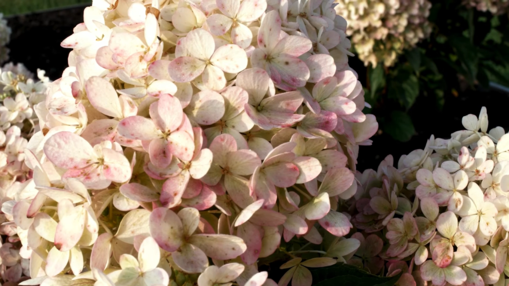 Hydrangea living raspberry pink