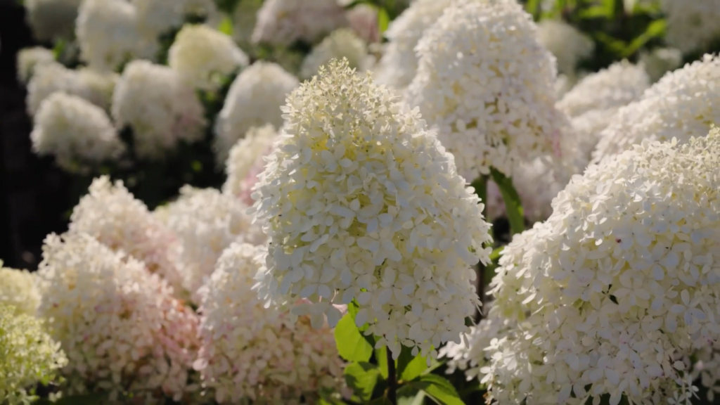 Hydrangea paniculata Royal Flower