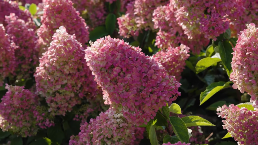 hydrangea strawberry blossom