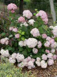 Hydrangea arborescens Candybelle Marshmallow