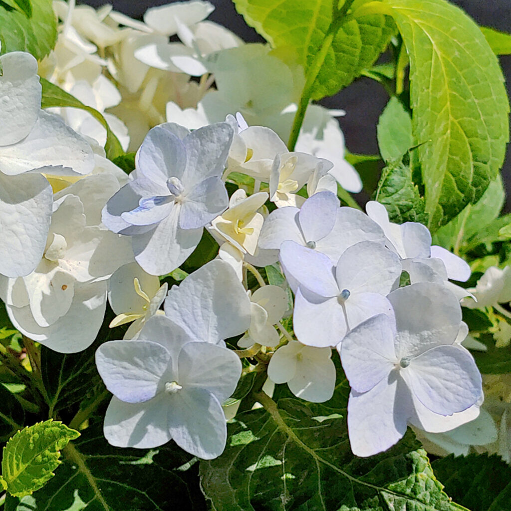 Hydrangea Endless Summer The Bride