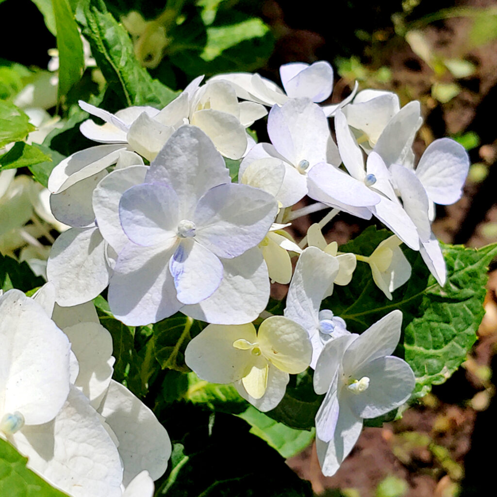 Hydrangea Endless Summer Blushing Bride