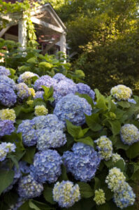 Hydrangea Endless Summer Bailmer Blue