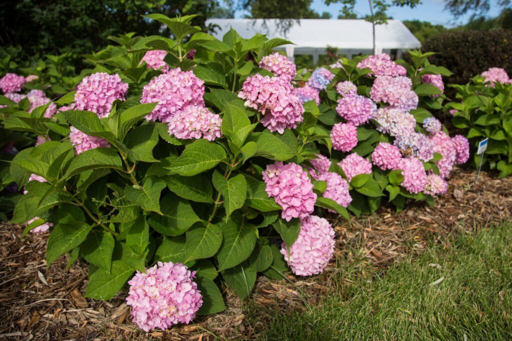 Hydrangea Endless Summer Bailmer Pink