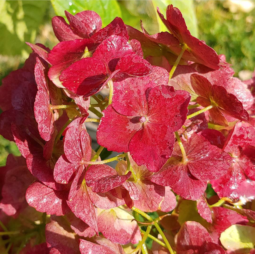 Hydrangea Endless Summer Blushing Bride