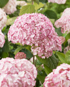 Hydrangea arborescens Candybelle Bubblegum