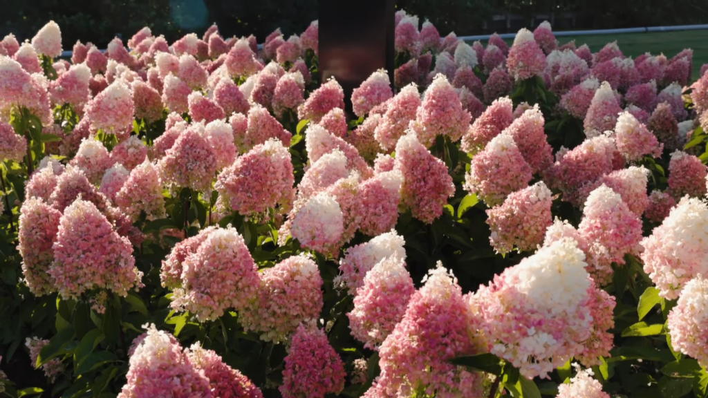 Hydrangea Living Pinky Promise