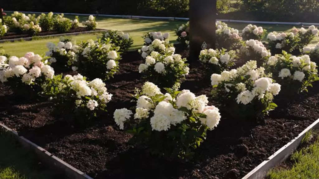 Hydrangea Living Little Rosy