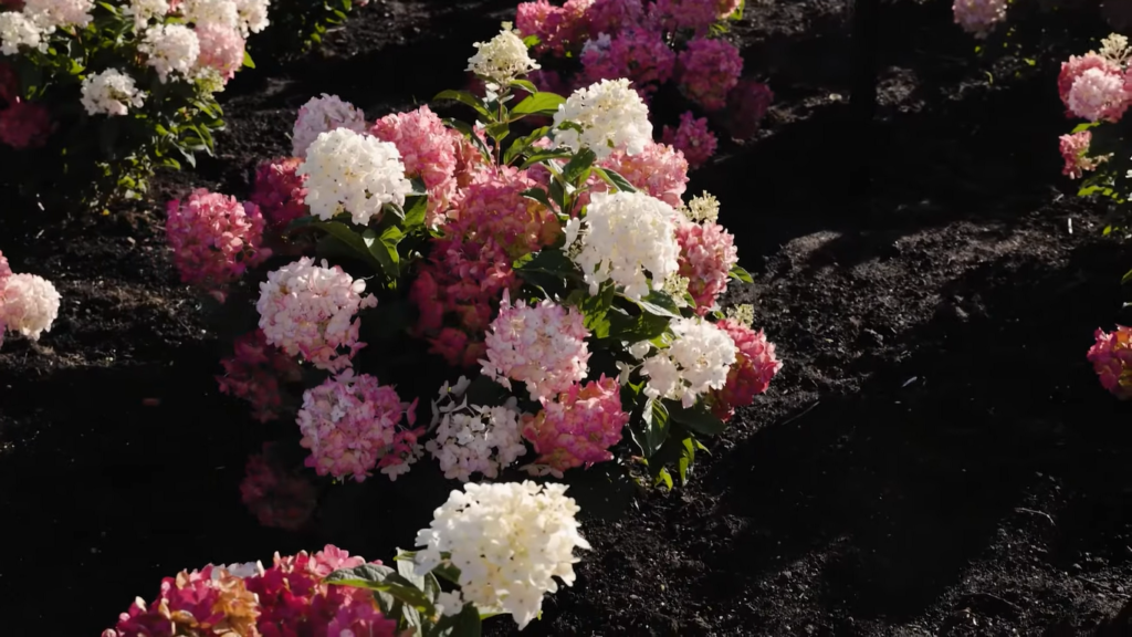 Hydrangea Living Little Rosy