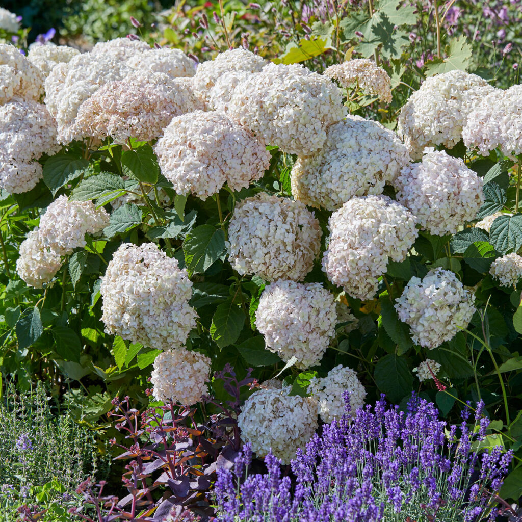 Hydrangea arborescens Candybelle Marshmallow