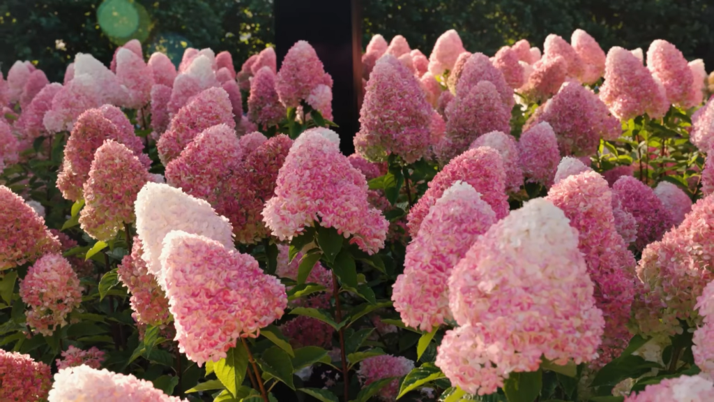 Hydrangea Living Pink and Rose