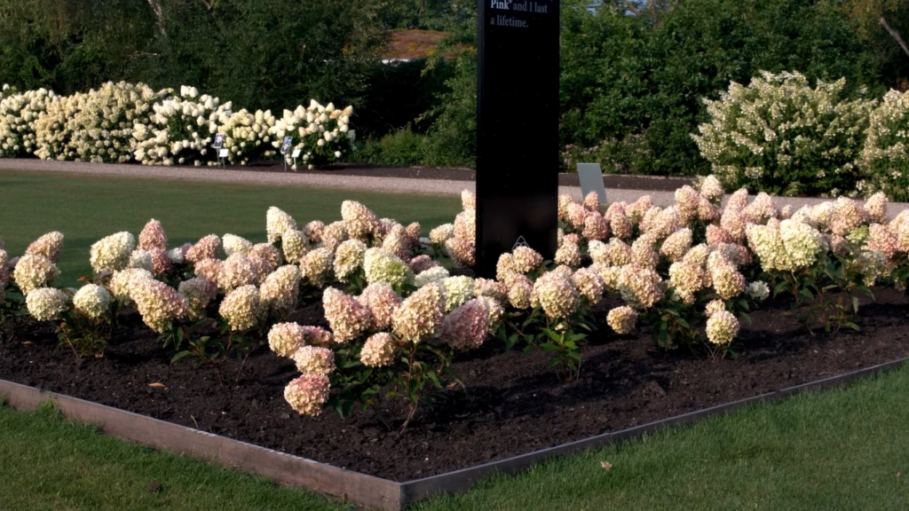 Hydrangea living raspberry pink