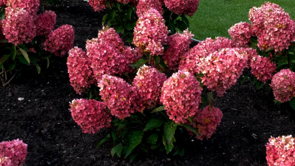 Hydrangea living raspberry pink