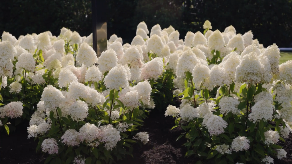 Hydrangea paniculata Royal Flower