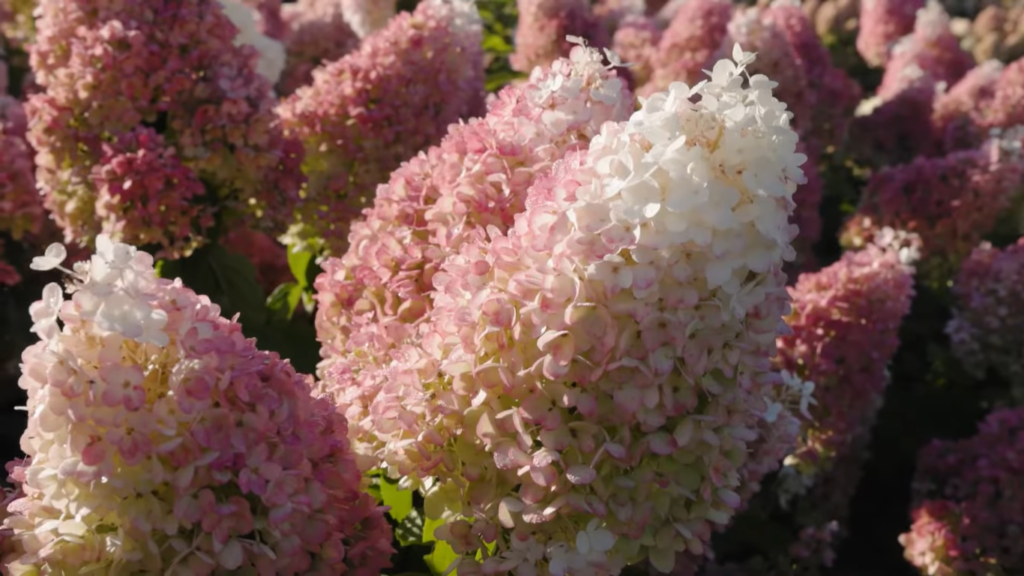 hydrangea strawberry blossom