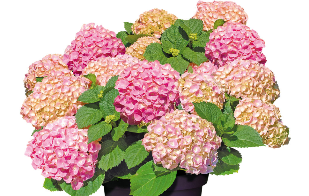 Hydrangea Forever&Ever Pink