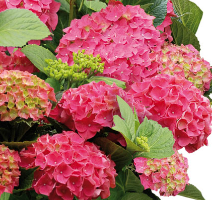 Hydrangea Forever&Ever Red