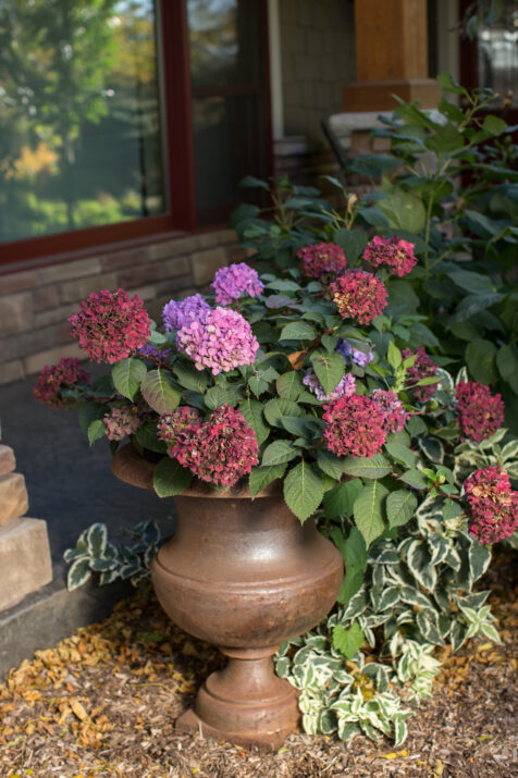 Hydrangea Endless Summer BloomStar Pink