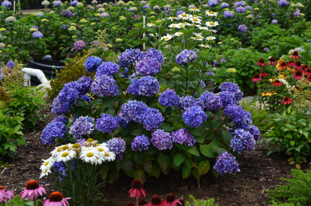 Hydrangea Endless Summer BloomStar Blue