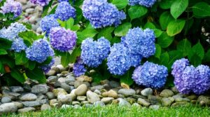 Hydrangea Nikko Blue