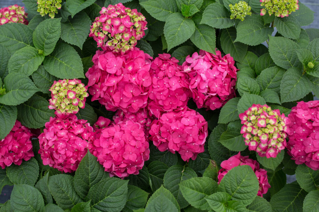 Hydrangea Endless Summer Summer Love red