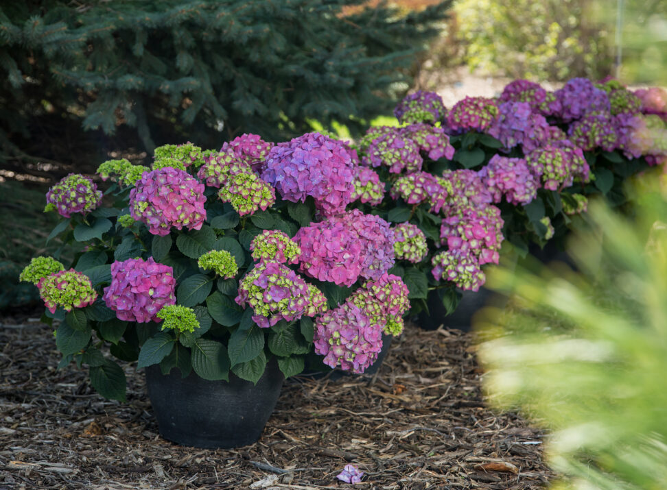 Hydrangea Endless Summer Summer Love purple