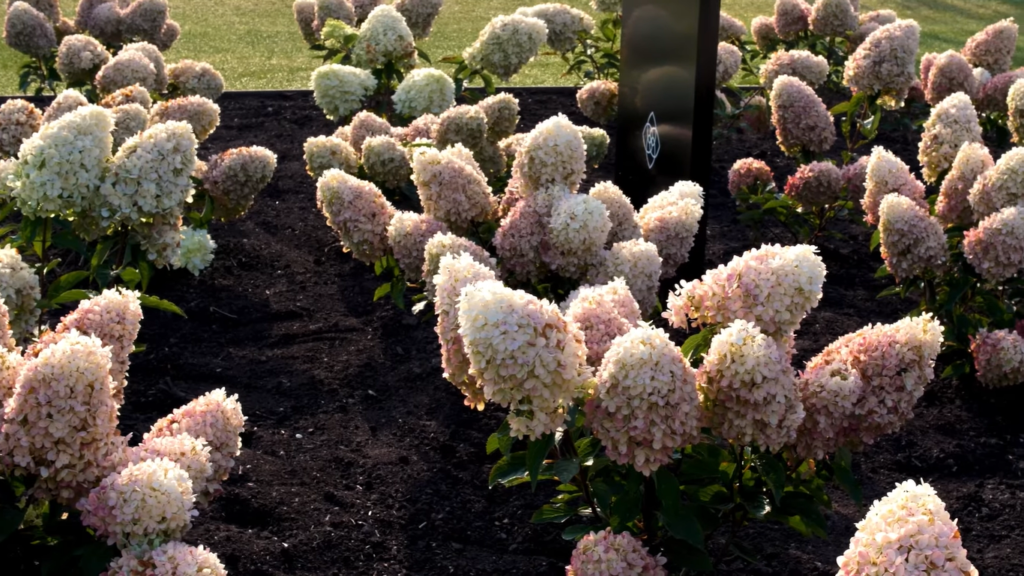 Hydrangea living raspberry pink