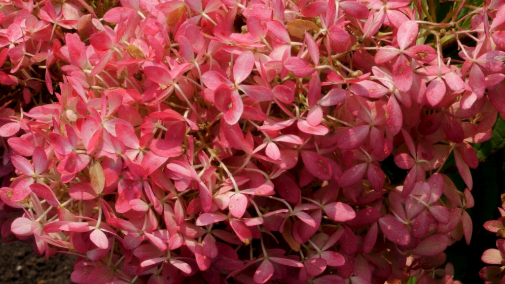 Hydrangea paniculata Royal Flower