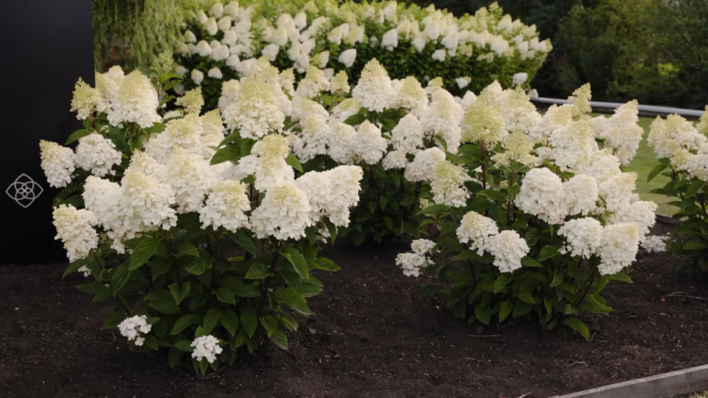 Hydrangea Living Little Blossom2