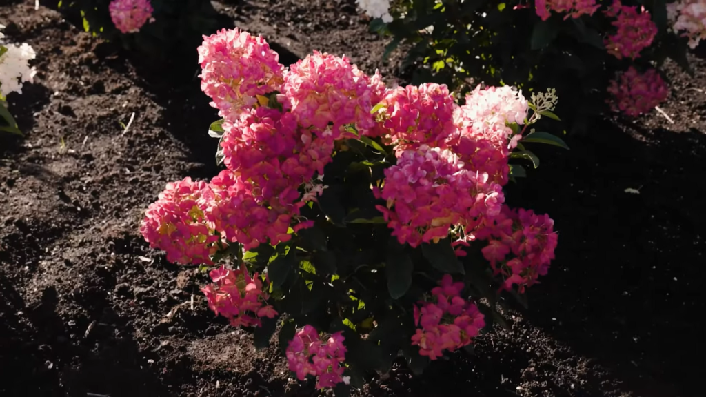 Hydrangea Living Little Rosy