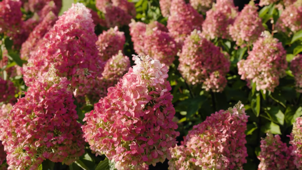 Hydrangea Living Pinky Promise