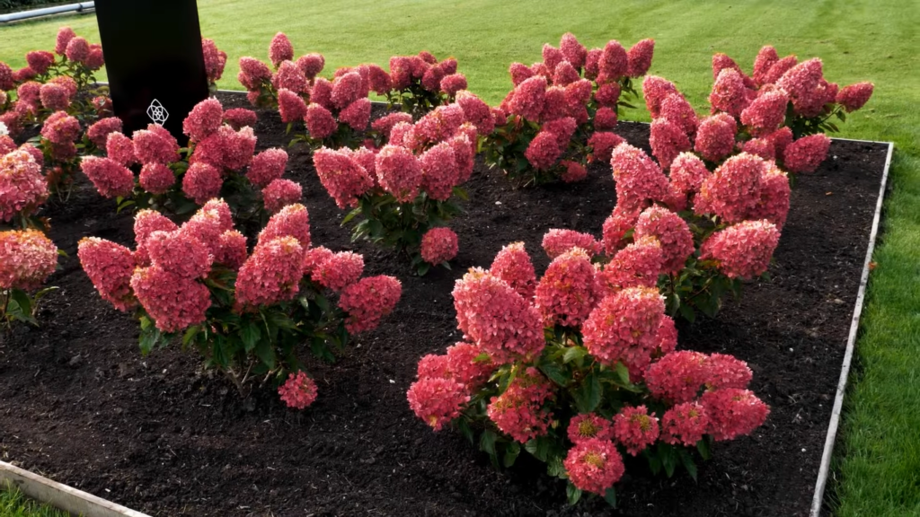 Hydrangea living raspberry pink