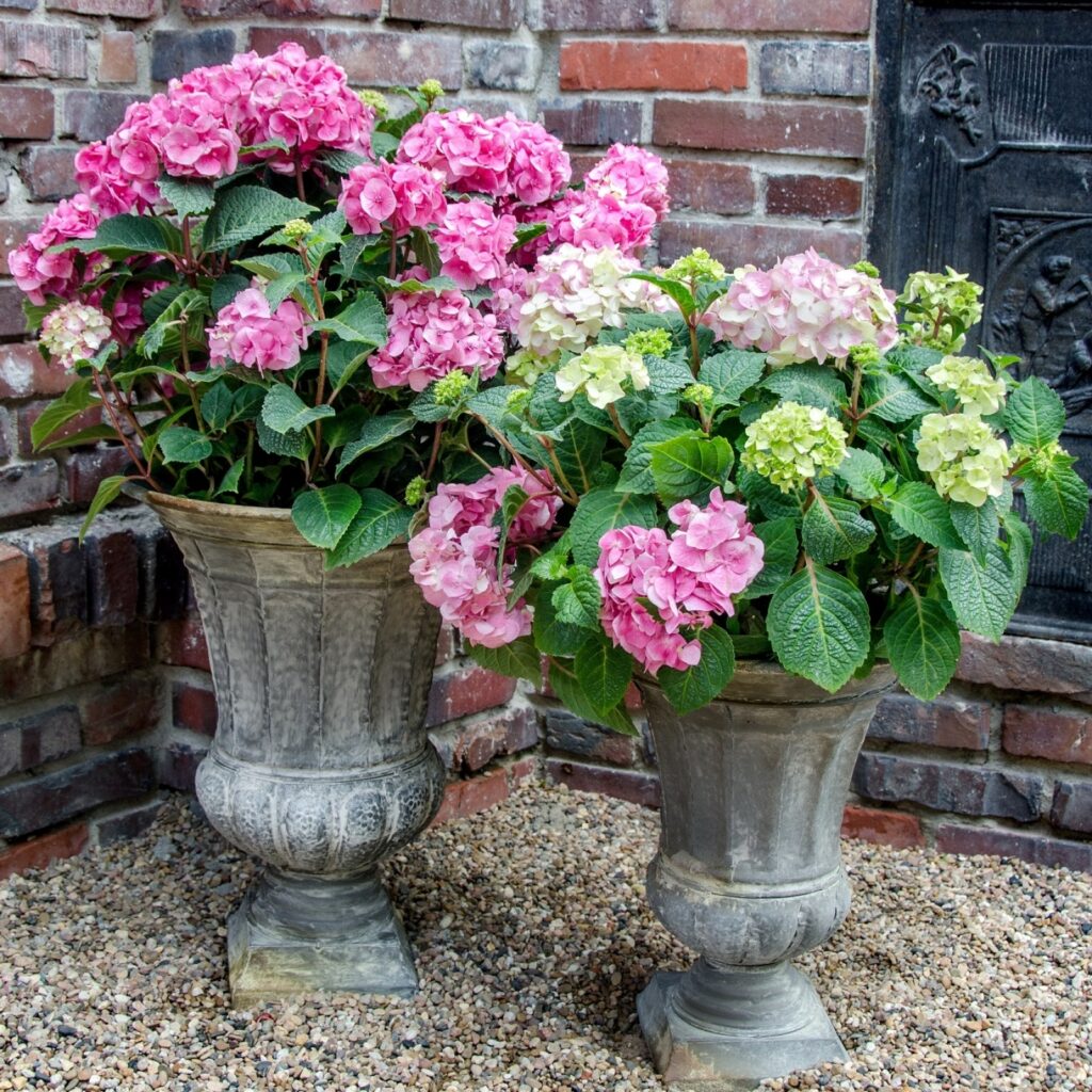 Hydrangea Endless Summer BloomStar Pink