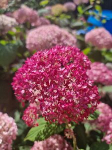 Hydrangea arborescens Candybelle Sorbet